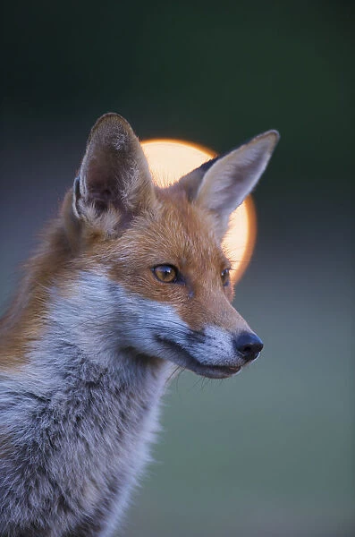 Urban Red fox (Vulpes vulpes) portrait, with light behind, London, June