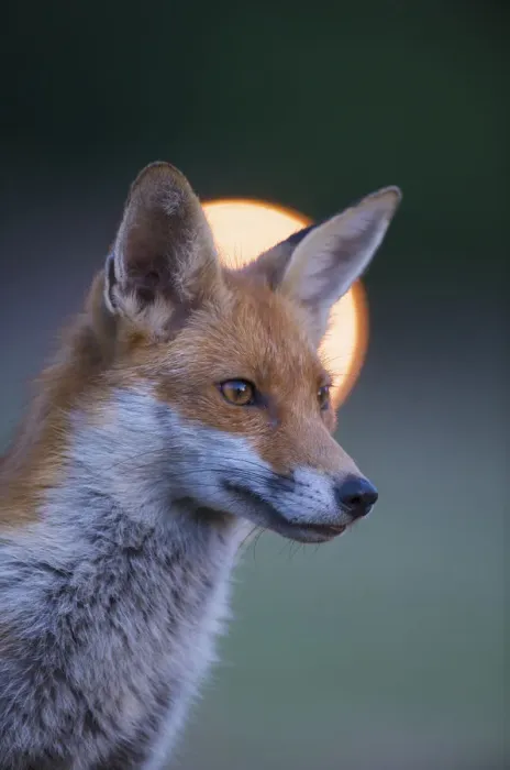 Framed Print : Urban Red fox (Vulpes vulpes) portrait, with light behind, London, June Framed Print : Urban Red fox (Vulpes vulpes) portrait, with light behind, London, June