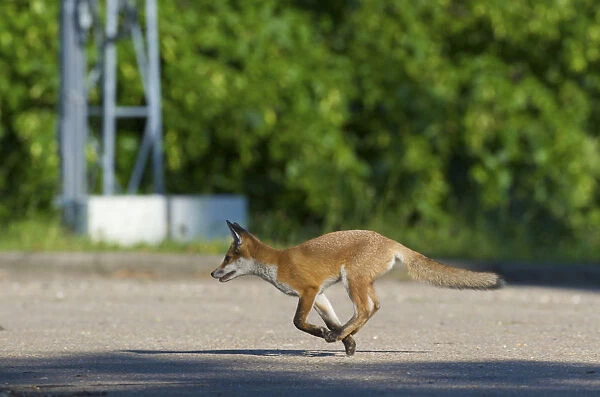 Urban Red fox (Vulpes vulpes) running, London, May