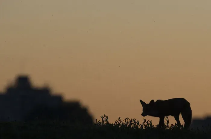 Framed Print : Urban Red fox (Vulpes vulpes) silhouetted at dusk, London, May
