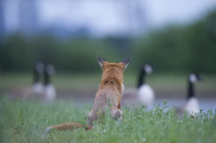 Framed Print : Urban Red fox (Vulpes vulpes) sitting watching Canada geese (Branta canadensis) London Framed Print : Urban Red fox (Vulpes vulpes) sitting watching Canada geese (Branta canadensis) London