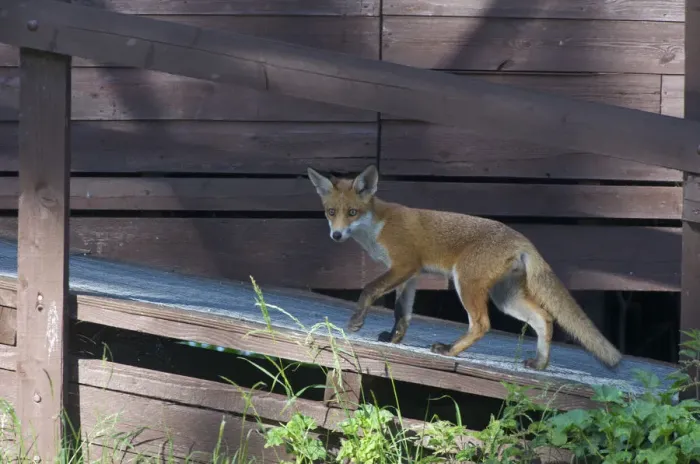 Framed Print : Urban Red fox (Vulpes vulpes) walking up ramp, London, May Framed Print : Urban Red fox (Vulpes vulpes) walking up ramp, London, May