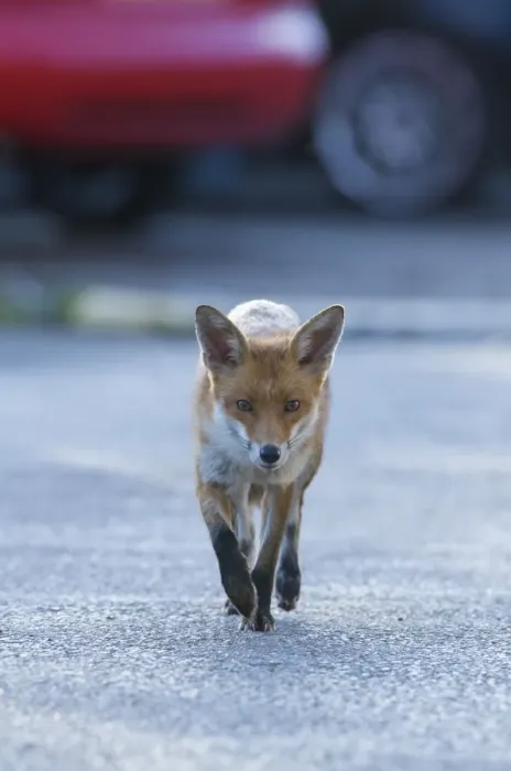 Framed Print : Urban Red fox (Vulpes vulpes) walking down road, London, May Framed Print : Urban Red fox (Vulpes vulpes) walking down road, London, May