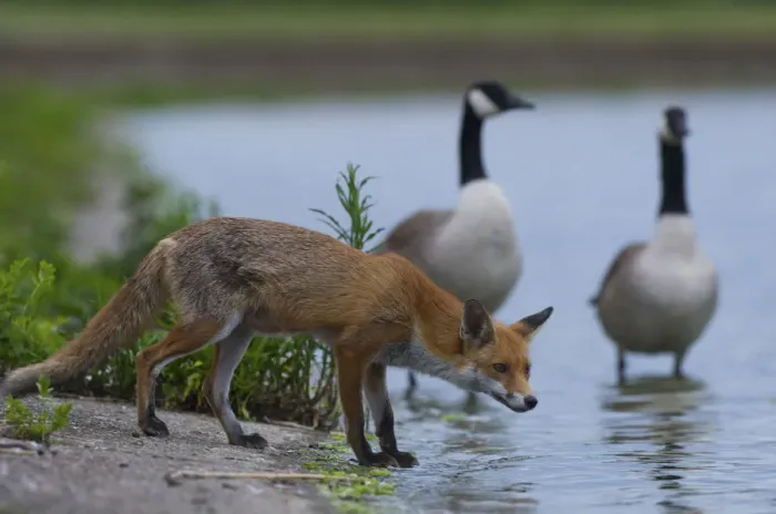 Framed Print : Urban Red fox (Vulpes vulpes) at waters edge near two Canada geese (Branta canadensis) London Framed Print : Urban Red fox (Vulpes vulpes) at waters edge near two Canada geese (Branta canadensis) London