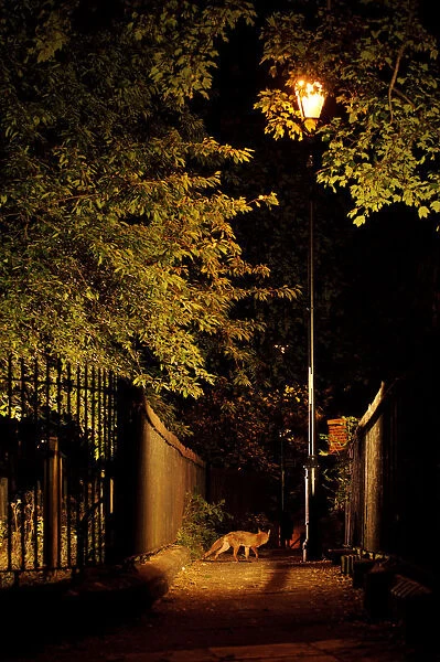 Urban Red fox (Vulpes vulpes) West London cemetery, UK, June