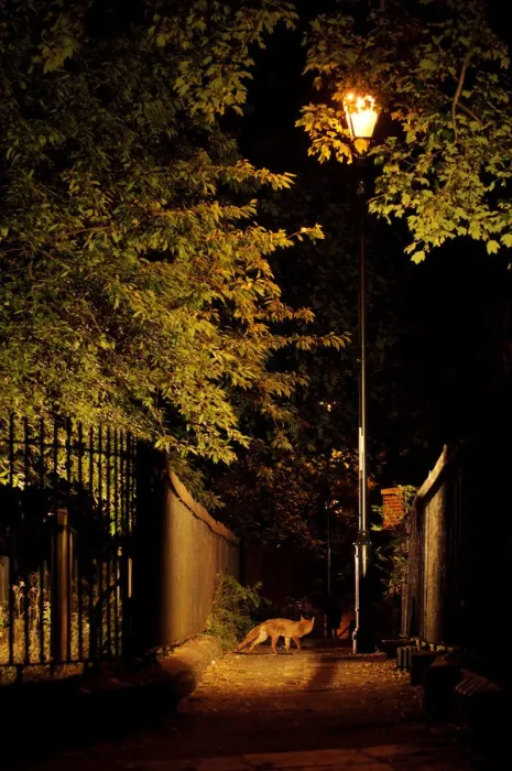Framed Print : Urban Red fox (Vulpes vulpes) West London cemetery, UK, June Framed Print : Urban Red fox (Vulpes vulpes) West London cemetery, UK, June