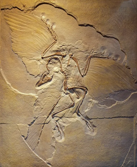 Framed Print : Urvogel, Berlin Archaeopteryx specimen (Archaeopteryx siemensii), replica of transitional fossil of bird-like dinosaur, Late Jurassic period. May, 2023 Framed Print : Urvogel, Berlin Archaeopteryx specimen (Archaeopteryx siemensii), replica of transitional fossil of bird-like dinosaur, Late Jurassic period. May, 2023