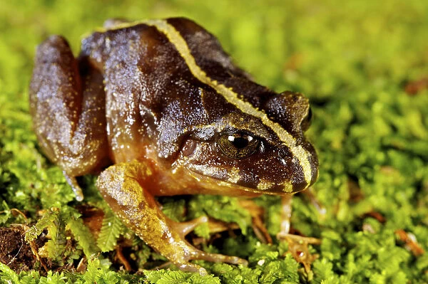 Valdivia Ground Frog 1+Eupsophus vertebralis+2 Oncol Park, Chile, January