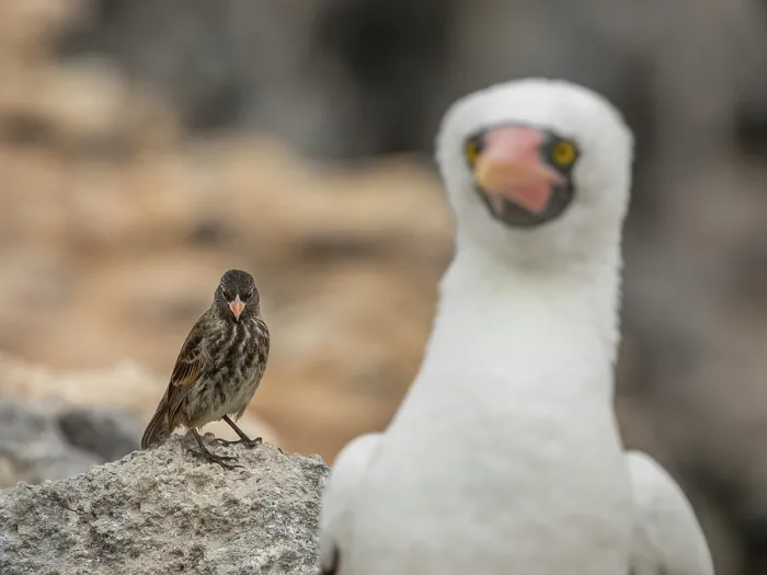 Framed Print : Vampire finch (Geospiza septentrionalis) perched on a rock alongside a Nazca booby (Sula granti), Wolf Island, Galapagos Islands Framed Print : Vampire finch (Geospiza septentrionalis) perched on a rock alongside a Nazca booby (Sula granti), Wolf Island, Galapagos Islands
