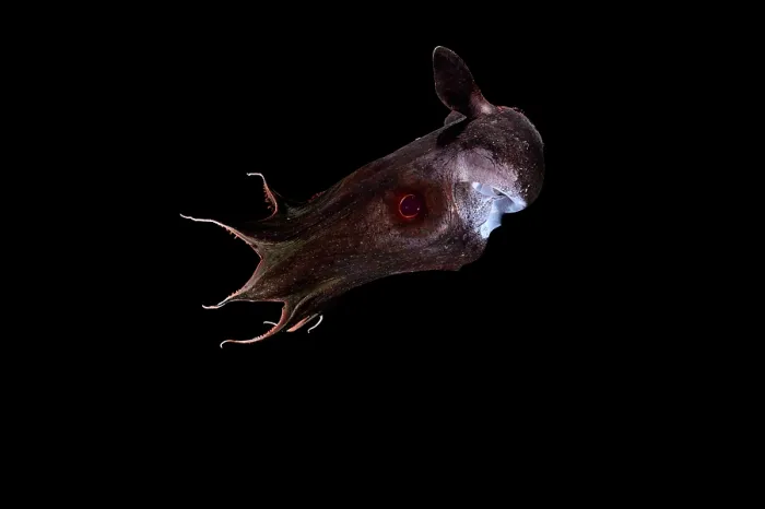 Framed Print : Vampire squid (Vampyroteuthis infernalis) portrait, found at depths over 500 metres, uniquely adapted to the oxygen minimum zone (OMZ) in the ocean Framed Print : Vampire squid (Vampyroteuthis infernalis) portrait, found at depths over 500 metres, uniquely adapted to the oxygen minimum zone (OMZ) in the ocean