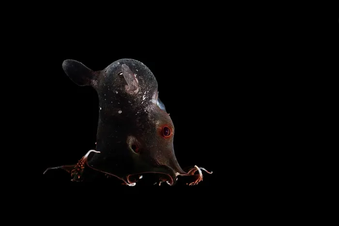 Framed Print : Vampire squid (Vampyroteuthis infernalis) portrait, found at depths over 500 metres, uniquely adapted to the oxygen minimum zone (OMZ) in the ocean Framed Print : Vampire squid (Vampyroteuthis infernalis) portrait, found at depths over 500 metres, uniquely adapted to the oxygen minimum zone (OMZ) in the ocean