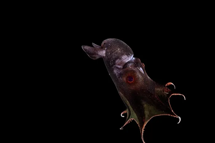 Framed Print : Vampire squid (Vampyroteuthis infernalis) portrait, found at depths over 500 metres, uniquely adapted to the oxygen minimum zone (OMZ) in the ocean Framed Print : Vampire squid (Vampyroteuthis infernalis) portrait, found at depths over 500 metres, uniquely adapted to the oxygen minimum zone (OMZ) in the ocean