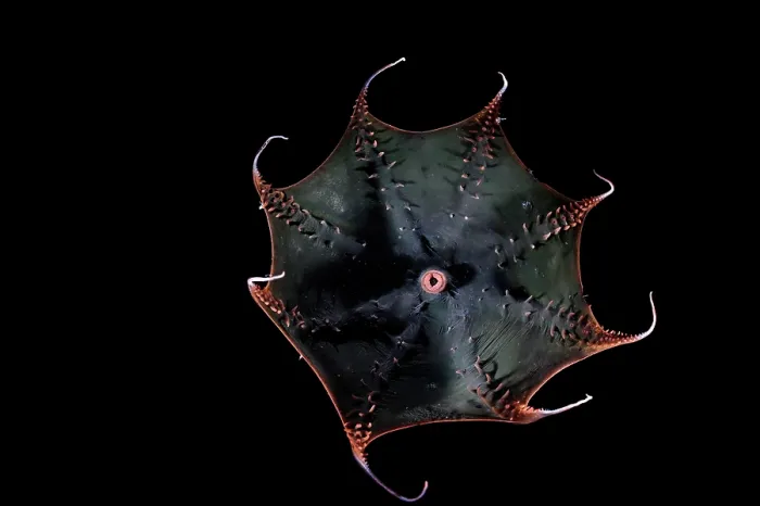Framed Print : Vampire squid (Vampyroteuthis infernalis) portrait, found at depths over 500 metres, uniquely adapted to the oxygen minimum zone (OMZ) in the ocean Framed Print : Vampire squid (Vampyroteuthis infernalis) portrait, found at depths over 500 metres, uniquely adapted to the oxygen minimum zone (OMZ) in the ocean