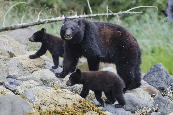 Framed Print : Vancouver Island black bear (Ursus americanus vancouveri) mother with cubs on a beach Framed Print : Vancouver Island black bear (Ursus americanus vancouveri) mother with cubs on a beach
