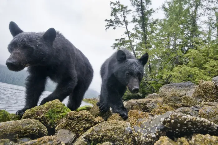 Framed Print : Vancouver island black bears (Ursus americanus vancouveri) taken with remote camera