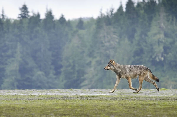 Vancouver Island Grey wolf (Canis lupus crassodon) in habitat, Vancouver Island, British Columbia