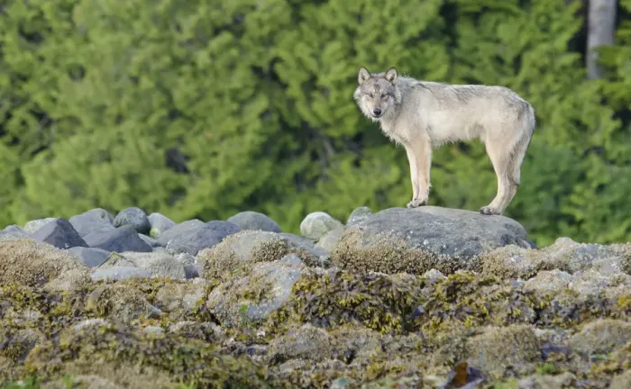 Framed Print : Vancouver Island Grey wolf (Canis lupus crassodon) Vancouver Island, British Columbia Framed Print : Vancouver Island Grey wolf (Canis lupus crassodon) Vancouver Island, British Columbia