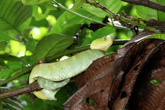 Framed Print : Variable bush viper (Atheris squamigera) large, possibly gravid female, resting on branch, Mityana district, Uganda Framed Print : Variable bush viper (Atheris squamigera) large, possibly gravid female, resting on branch, Mityana district, Uganda