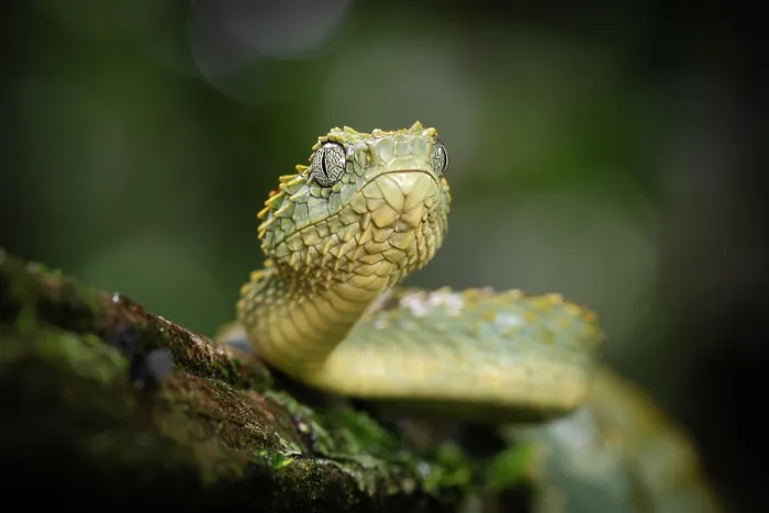 Framed Print : Variable bush viper (Atheris squamigera) young adult, portrait, Mityana district, Uganda Framed Print : Variable bush viper (Atheris squamigera) young adult, portrait, Mityana district, Uganda