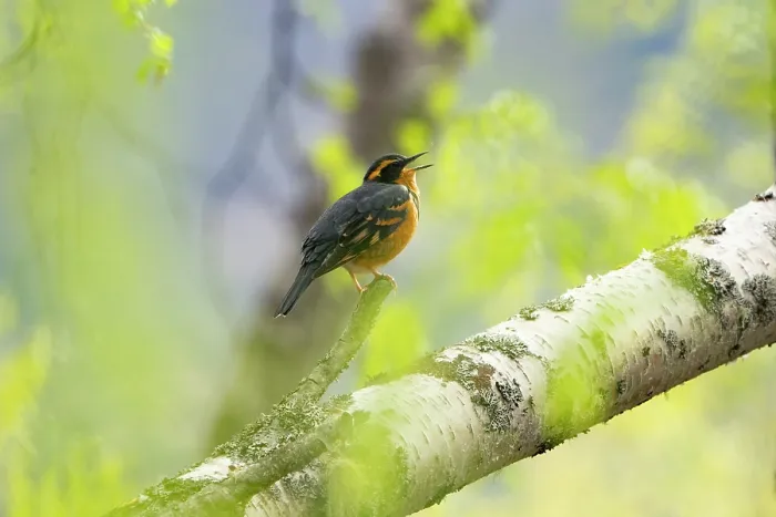 Framed Print : Varied thrush (Ixoreus naevius) male, perched on branch, singing in spring, Eagle River, Alaska, USA. May Framed Print : Varied thrush (Ixoreus naevius) male, perched on branch, singing in spring, Eagle River, Alaska, USA. May