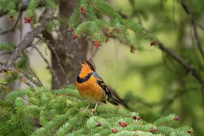Framed Print : Varied thrush (Ixoreus naevius) male, perched on Spruce (Picea sp.) branch with pink cone buds, singing, Eagle River, Alaska, USA. May Framed Print : Varied thrush (Ixoreus naevius) male, perched on Spruce (Picea sp.) branch with pink cone buds, singing, Eagle River, Alaska, USA. May
