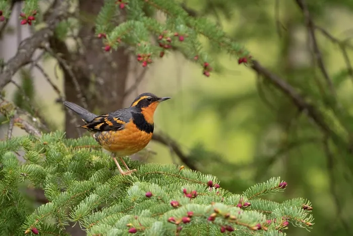 Framed Print : Varied thrush (Ixoreus naevius) male, perched on Spruce (Picea sp.) branch with pink cone buds, Eagle River, Alaska, USA. May Framed Print : Varied thrush (Ixoreus naevius) male, perched on Spruce (Picea sp.) branch with pink cone buds, Eagle River, Alaska, USA. May