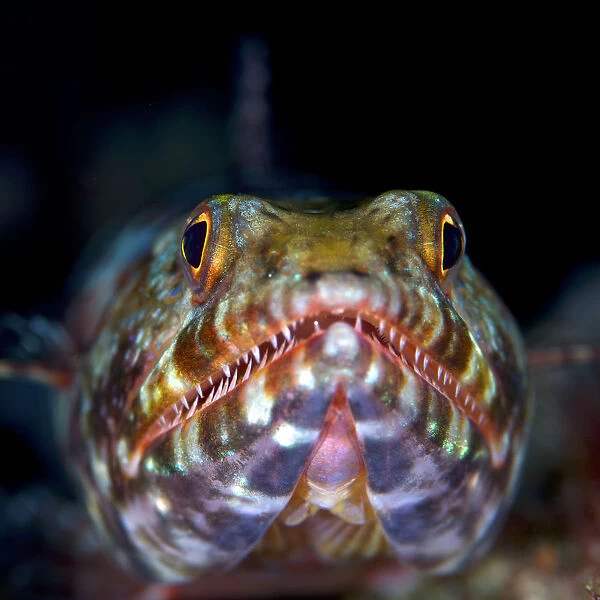 Variegated lizardfish (Synodus variegatus), Bismarck Sea, Vitu Islands, West New Britain