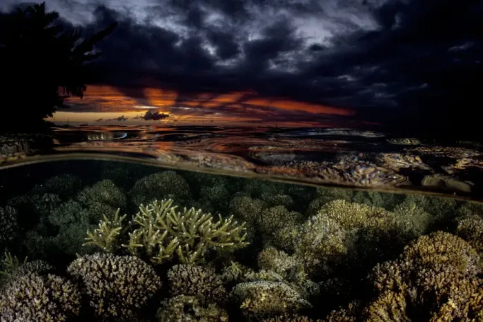 Framed Print : Various hard corals at sunset, Moorea, French Polynesia, Pacific Ocean Framed Print : Various hard corals at sunset, Moorea, French Polynesia, Pacific Ocean