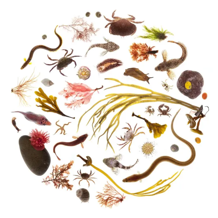 Framed Print : Various rockpool animals and seaweeds, photographed on a white background. Isle of Skye Framed Print : Various rockpool animals and seaweeds, photographed on a white background. Isle of Skye