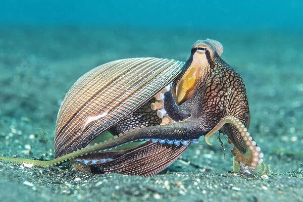 Veined octopus (Amphioctopus marginatus) emerging from its home in an old clam shell