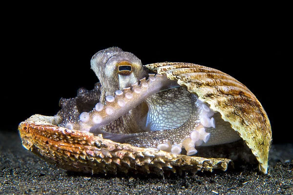 Veined octopus (Amphioctopus marginatus) sheltering in an old clam shell on the sandy