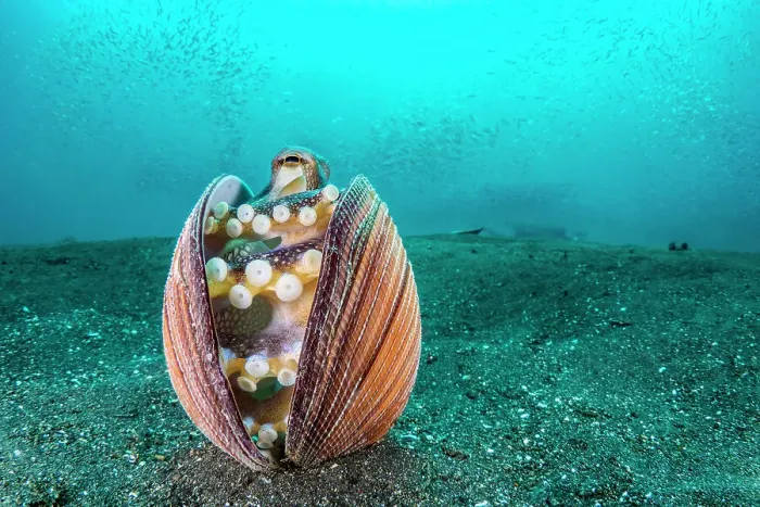 Framed Print : Veined octopus (Amphioctopus marginatus) shelters inside an old clam shell, with silver-sides in the water above. Bitung, North Sulawesi, Indonesia. Lembeh Strait, Molucca Sea Framed Print : Veined octopus (Amphioctopus marginatus) shelters inside an old clam shell, with silver-sides in the water above. Bitung, North Sulawesi, Indonesia. Lembeh Strait, Molucca Sea