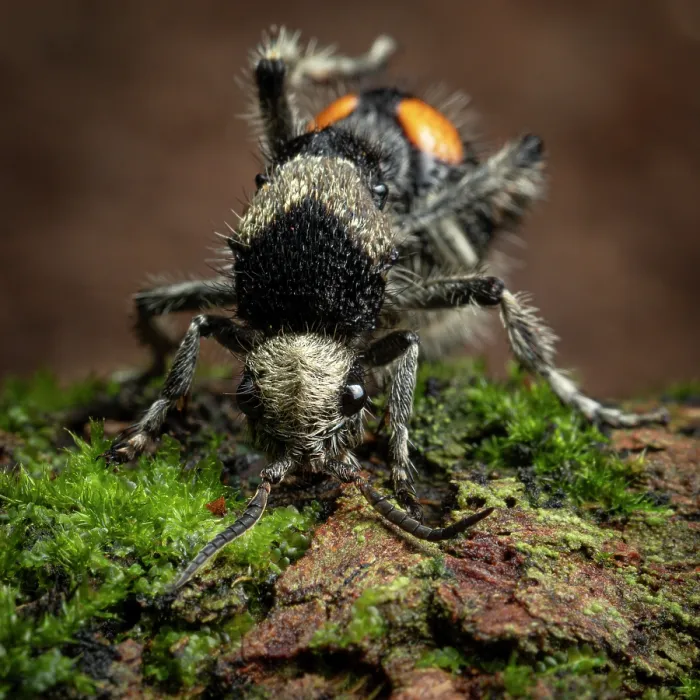 Framed Print : Velvet ant (Dasymutilla pulchra) resting on moss-covered log, Yucatan Peninsula, Mexico. Controlled conditions