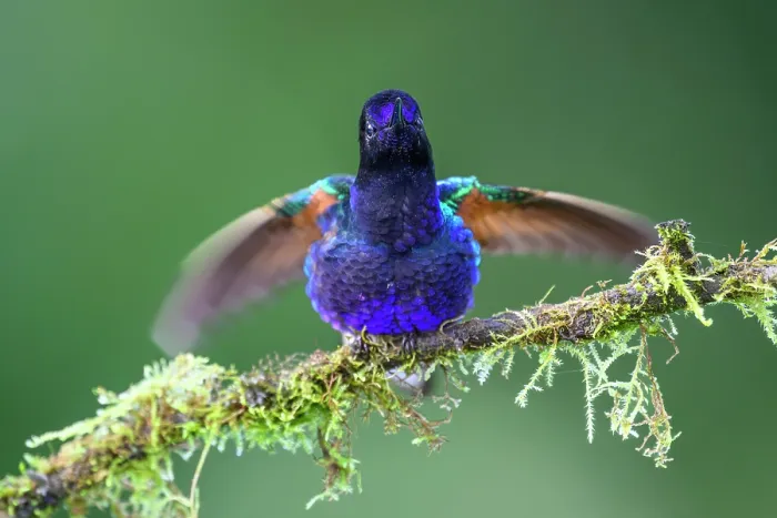 Framed Print : Velvet-purple coronet (Boissonneaua jardini) male, perched on branch displaying, Mindo area, Pichincha, Ecuador Framed Print : Velvet-purple coronet (Boissonneaua jardini) male, perched on branch displaying, Mindo area, Pichincha, Ecuador