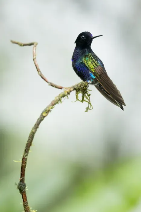 Framed Print : Velvet-purple coronet (Boissonneaua jardini) perched on twig, Mashpi, Pichincha, Ecuador Framed Print : Velvet-purple coronet (Boissonneaua jardini) perched on twig, Mashpi, Pichincha, Ecuador