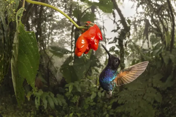 Framed Print : Velvet-purple coronet hummingbird (Boissonneaua jardini) visits a flower in cloud forest Framed Print : Velvet-purple coronet hummingbird (Boissonneaua jardini) visits a flower in cloud forest