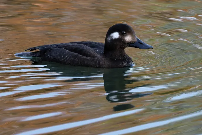 Framed Print : Velvet scoter (Melanitta fusca) juvenile on water, Oulton Broad, Suffolk, England, UK. November Framed Print : Velvet scoter (Melanitta fusca) juvenile on water, Oulton Broad, Suffolk, England, UK. November