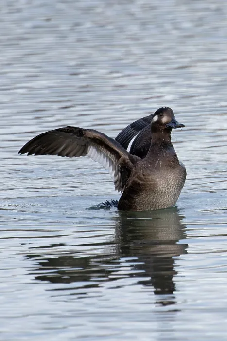 Framed Print : Velvet scoter (Melanitta fusca) juvenile on water spreading its wings, Oulton Broad, Suffolk, England, UK. November Framed Print : Velvet scoter (Melanitta fusca) juvenile on water spreading its wings, Oulton Broad, Suffolk, England, UK. November