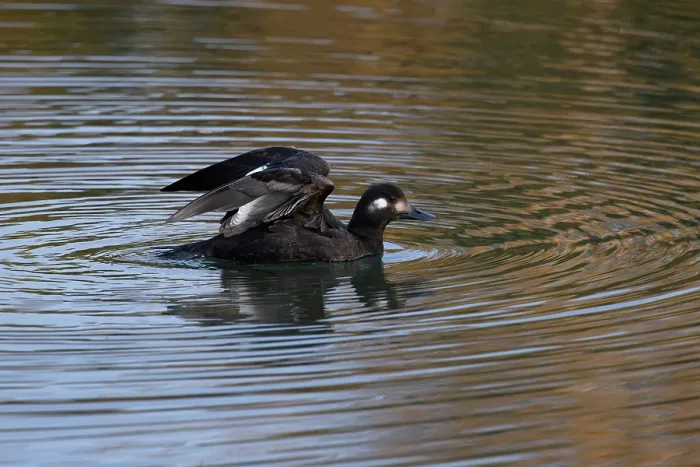 Framed Print : Velvet scoter (Melanitta fusca) juvenile on water spreading its wings, Oulton Broad, Suffolk, England, UK. November Framed Print : Velvet scoter (Melanitta fusca) juvenile on water spreading its wings, Oulton Broad, Suffolk, England, UK. November
