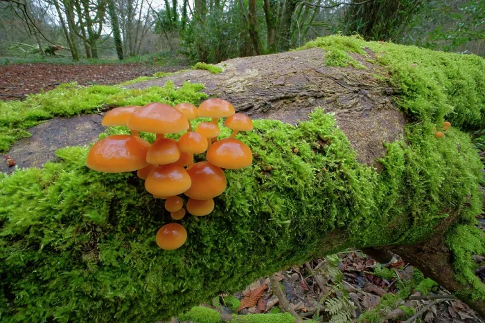 Framed Print : Velvet shank (Flammulina velutipes) growing on moss-covered fallen tree, Gosford Forest Park, County Armagh, Northern Ireland, UK. December Framed Print : Velvet shank (Flammulina velutipes) growing on moss-covered fallen tree, Gosford Forest Park, County Armagh, Northern Ireland, UK. December