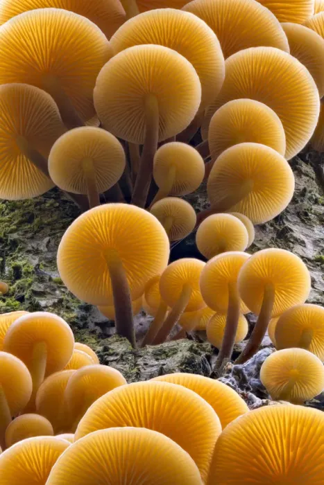 Framed Print : Velvet shank  /  Winter fungus (Flammulina velutipes), growing on dead tree