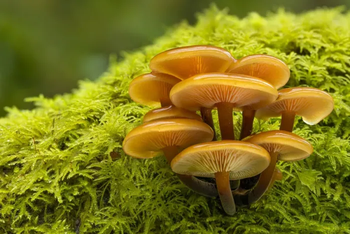 Framed Print : Velvet Shank / Winter Fungus (Flammulina velutipes), growing on moss-covered dead tree Framed Print : Velvet Shank / Winter Fungus (Flammulina velutipes), growing on moss-covered dead tree