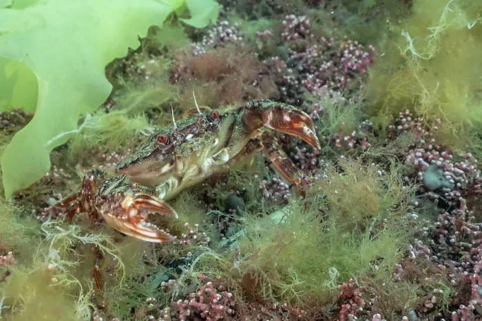 Framed Print : Velvet swimmer crab (Necora puber) in defensive posture on Mearl (Phymatolithon calcareum) bed, Falmouth Bay, Cornwall, UK, English Channel Framed Print : Velvet swimmer crab (Necora puber) in defensive posture on Mearl (Phymatolithon calcareum) bed, Falmouth Bay, Cornwall, UK, English Channel