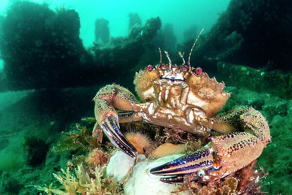 Velvet swimming crab (Necora puber) male, in defensive posture, with wreck of the Rosalie in background, Weybourne, Norfolk, England, UK, North Sea