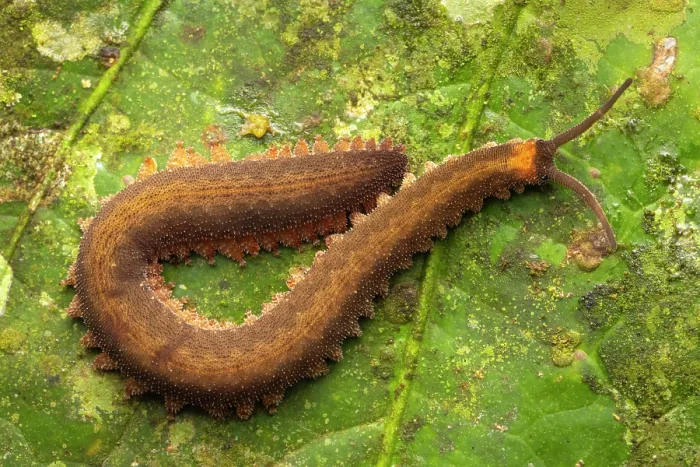 Framed Print : Velvet worm (Peripatidae) resting on leaf, Yasuní National Park, Amazonian Ecuador Framed Print : Velvet worm (Peripatidae) resting on leaf, Yasuní National Park, Amazonian Ecuador