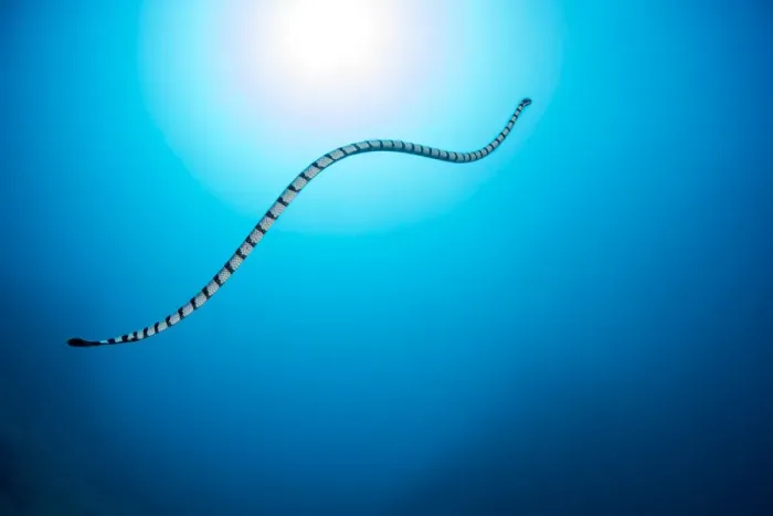 Framed Print : Venomous Yellow-lipped sea krait (Laticauda colubrina) heading up to the surface to Framed Print : Venomous Yellow-lipped sea krait (Laticauda colubrina) heading up to the surface to