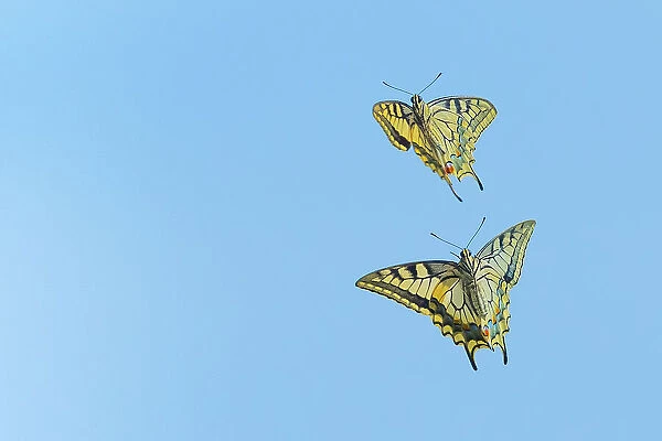 Ventral view of Swallowtail butterfly (Papilio machaon), male and female, in flight. The Netherlands. July