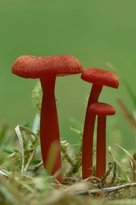 Framed Print : Vermilion waxcap fungi (Hygrocybe miniata) Buckinghamshire, England, UK, September Framed Print : Vermilion waxcap fungi (Hygrocybe miniata) Buckinghamshire, England, UK, September