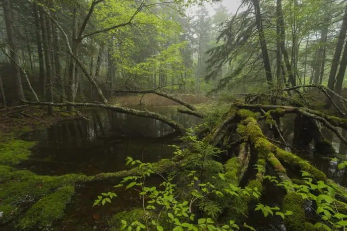 Framed Print : Vernal pool in the Acadian forest, New Brunswick, Canada, May Framed Print : Vernal pool in the Acadian forest, New Brunswick, Canada, May