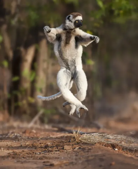 Framed Print : Verreauxs sifaka lemur (Propithecus verreauxi) dancing or skipping across open ground Framed Print : Verreauxs sifaka lemur (Propithecus verreauxi) dancing or skipping across open ground